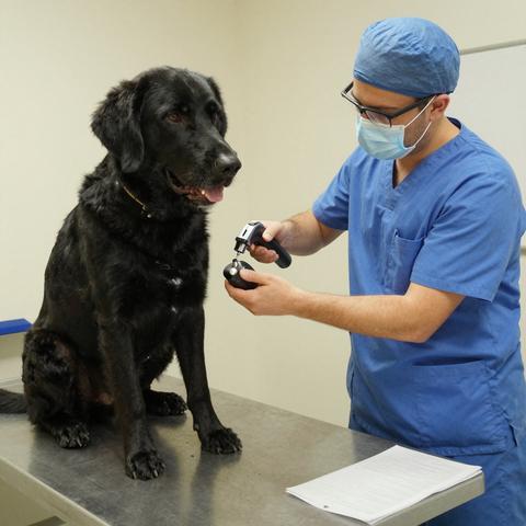 Everyone Thought This Newfoundland Was Just Terrified Of Water—Until He Refused To Put Weight On One Side, The Vet Rinsed Him Clean, And His Eyes Filled With Tears