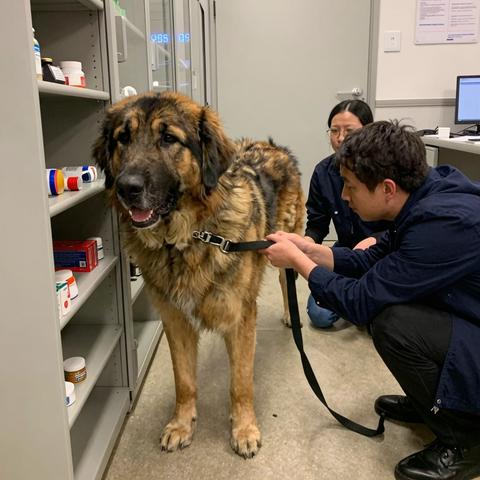 We Thought The 130-Pound Mastiff Was Too Dangerous To Examine… But The Moment He Broke Free, He Didn’t Run — He Headbutted The Medicine Cabinet