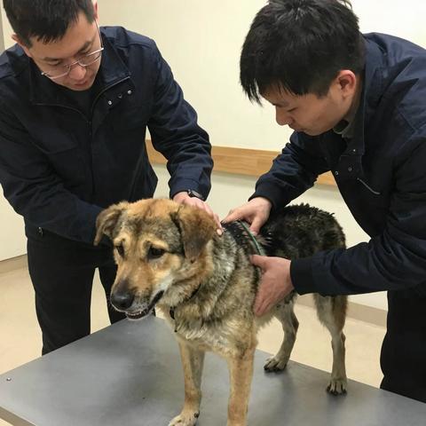 A Terrified Stray Was Dragged Into My Clinic Bound In Catch-Poles And Scheduled For Immediate Euthanasia… But A Routine Exam Revealed A Sickening Reality Hidden Beneath His Skin.