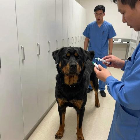 The Rottweiler Was So Strong We Almost Sedated Him On The Spot… Then He Slammed His Body Against The Supply Closet Door, And Everyone Finally Understood Why