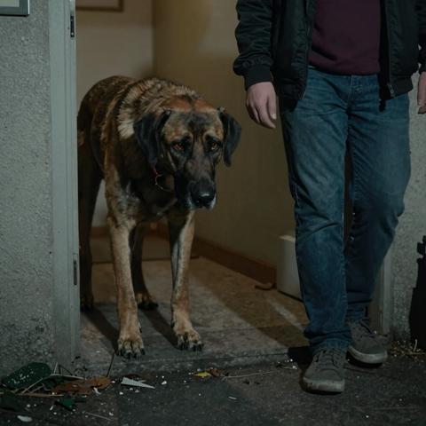 They Told Me This 130-Pound (59kg) Great Dane Was Just Quiet… But He Froze Every Time Someone Walked Behind Him