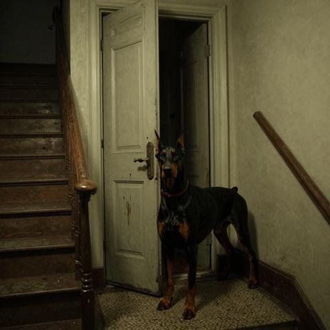 Everyone Thought This 90-Pound (41kg) Doberman Was Following Me Out of Fear… But He Always Stopped at the Same Door