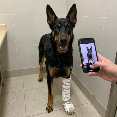Everyone Thought This 95-Pound (43kg) German Shepherd Was Aggressive… But He Only Snapped When Someone Reached for His Splinted Leg