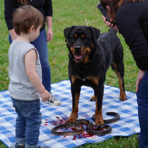 I thought the stray Rottweiler at our neighborhood picnic was going to tear my toddler apart. What I saw underneath its massive, bleeding paws when I grabbed my son shattered my entire world.