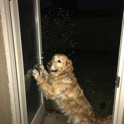 At 2 AM, A Stray Golden Retriever Was Frantically Scratching At My Back Door, But When I Checked The Porch Security Camera To Scare Him Away, The Truth On The Screen Paralyzed Me.