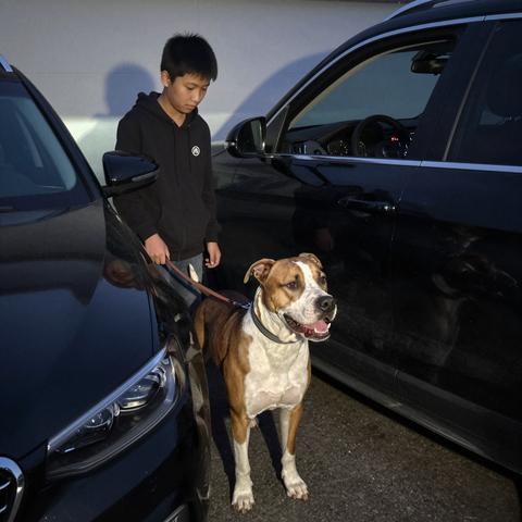 “My Ex-Wife Sent A Driver To Pick Up My 10 – Year-Old Son For The Weekend. I Walked My Boy To The Black SUV Parked In Our Driveway And Opened The Back Door. Our Old Pit Bull Who Could Barely Walk Anymore Suddenly Threw His Entire Body Between My Son And The Car Seat, Growling In A Way I Had Never Heard In 11 Years. I Pulled The Dog Back. He Broke Free And Did It Again. Three Times. He Bit The Seatbelt. He Bit The Door Frame. This Arthritic, Half-Blind Dog Was Fighting Like He Was 3 Years Old Again. The Driver Was Getting Impatient. He Said ‘Sir, I’m On A Schedule.’ Something About The Way He Said It Made Me Stop. I Picked Up My Son, Told The Driver To Leave, And Called My Ex-Wife To Ask Why She Sent A Different Driver. She Said ‘I Didn’t Send Anyone.’ I Looked Back At The Driveway. The Black SUV Was Already Gone. The License Plate My Security Camera Captured Was Reported Stolen 6 Hours Earlier. The Police Never Found The Car. They Never Found The Driver. My Dog Couldn’t Walk Up The Stairs Anymore, But That Day He Stood Up And Saved My Son From Something I Cannot Let Myself Think About For Too Long.”