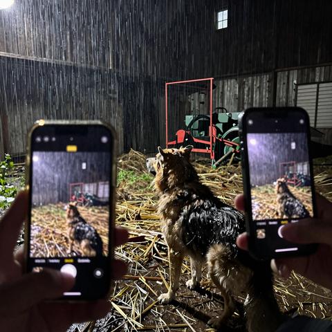 I Went Out To Check The Barn During The Worst Storm Of The Decade. What I Found Hiding In The Dark Corner Made My Blood Run Cold… But The Way My Dog Reacted Broke Me Completely.