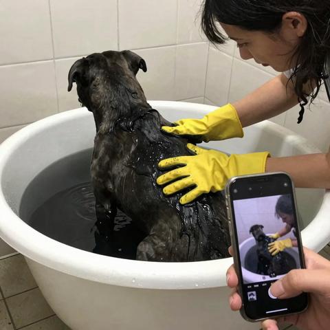 They Warned Me The Stray Pitbull Was Too Dangerous To Touch, But As The Bathwater Turned Black, The Movement Beneath His Matted Fur Revealed A Gruesome Reality I Was Never Meant To See. – storyteller