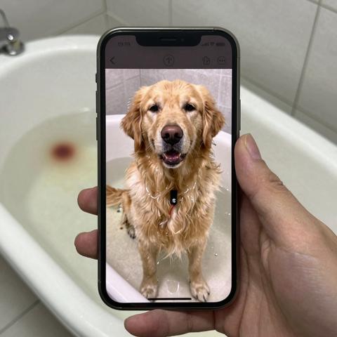 I Rescued A Trembling Golden Retriever From An Abandoned Farmhouse Believing He Only Needed A Warm Bath And Flea Treatment. The Second The Soap Washed Away The Grime, I Dropped The Towel And Dialed 911. – storyteller